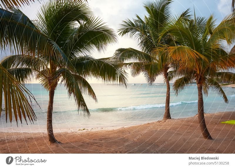 Mexico Caribbean coast tropical beach with coconut palm trees. mexico sand yucatan vacation sea nature travel caribbean sky water paradise turquoise summer
