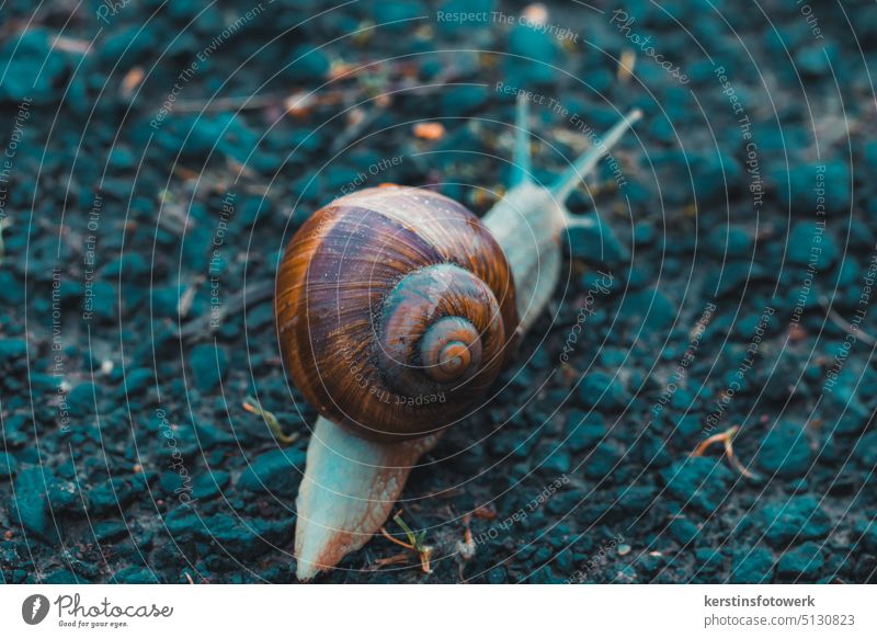 At a snail's pace Crumpet Snail shell Vineyard snail Feeler Animal Slowly Slimy Close-up Colour photo Nature Macro (Extreme close-up) Exterior shot Mollusk