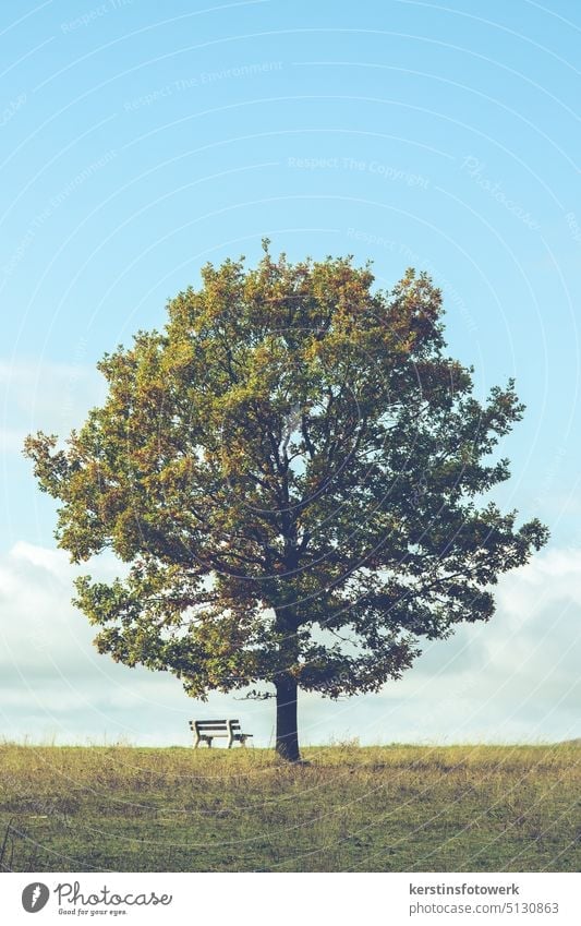 Single tree with bench Tree Nature Sky Landscape Blue Clouds Field Meadow Beautiful weather Day Deserted Colour photo Bench Copy Space top Copy Space bottom