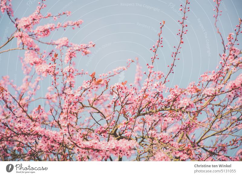 Spring please! blossoms pink flowers flowering tree cherry blossom naturally heyday Pink natural light delicate blossoms Delicate romantic blurriness Nature
