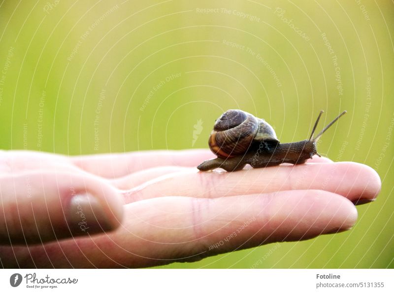 Once again save snails. This cute little snail is gently brought to safety on one hand. Crumpet Snail shell Animal Close-up Exterior shot Slowly Slimy