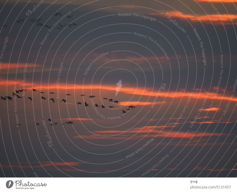 Der Himmel brennt – Kraniche ziehen bei Sonnenaufgang über die Müritz zu ihren Futterplätzen Vogel Vögel Wildvogel Wildvögel Morgenrot Morgenröte Wolke Wolken