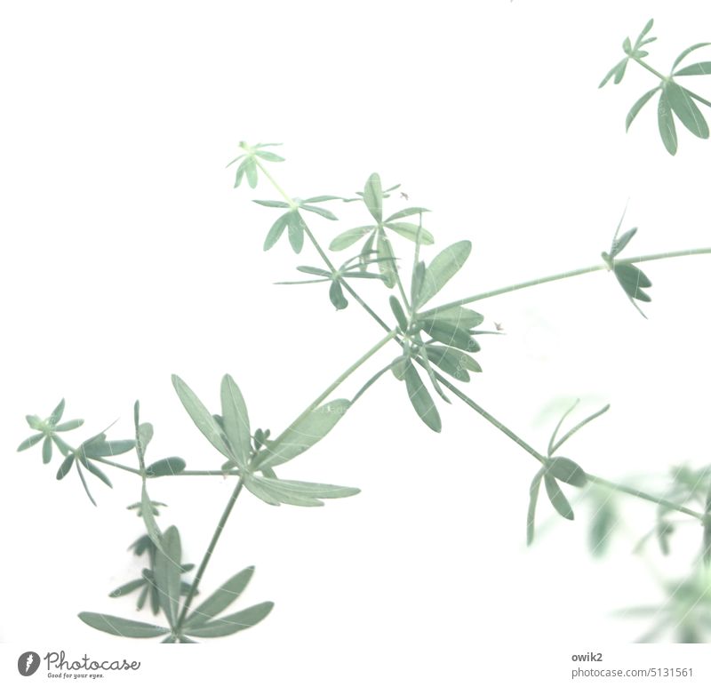 pale green Foliage plant Plant fragile Thin Elegant Fragile Close-up Spring Delicate Wild Growth Fresh Ease Nature naturally Minimalistic Thrifty Colour photo