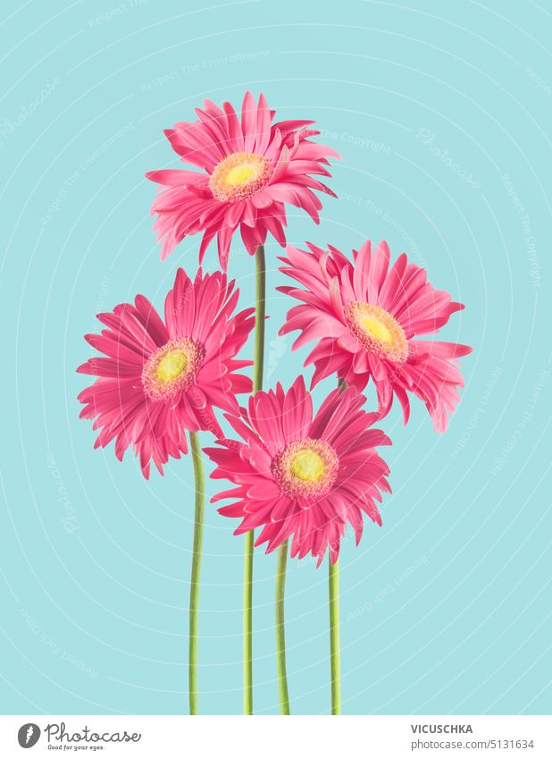 Bunch of lovely pink Gerber daisy flowers at blue background bunch gerber flower heads on stems pink flowers beauty bloom closeup green blooming flora nature