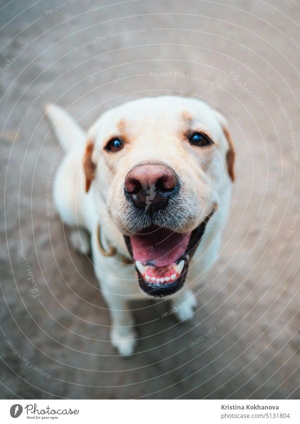 Beautiful adult golden labrador dog. Doggy smiling. He's feeling hot at summer. adorable animal background beautiful canine closeup cute doggy domestic ears