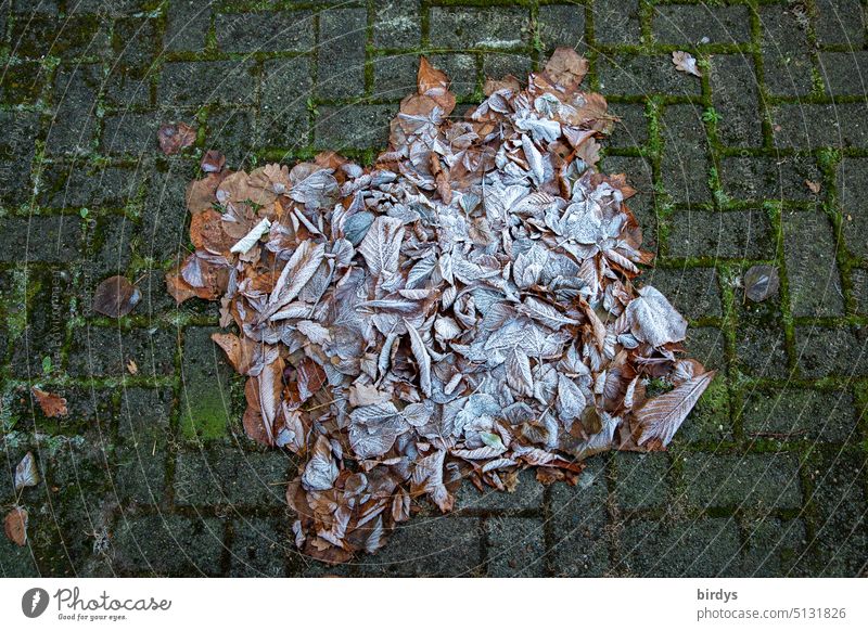 Frost, frozen square pile of leaves .bird's eye view Autumn leaves Hoar frost heap of leaves Frozen Cold Winter chill bone stones