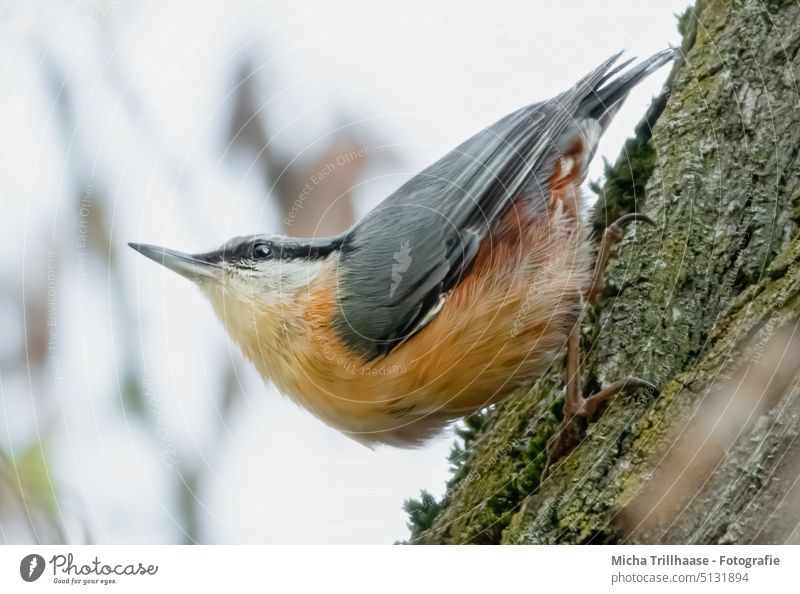 Nuthatch keeps lookout on tree trunk Eurasian nuthatch Sitta Europaea Bird Animal face Head Beak Eyes Grand piano Feather Plumed Claw Hang Observe Looking