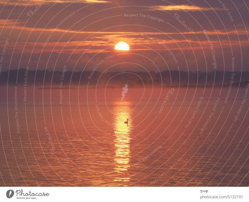 Müritz – Sonnenaufgang mit einsamen Haubentaucher auf der Sonnenspiegelung Mecklenburg Wasser Licht beleuchtet Morgen Morgenrot Morgenröte Binnensee See Taucher