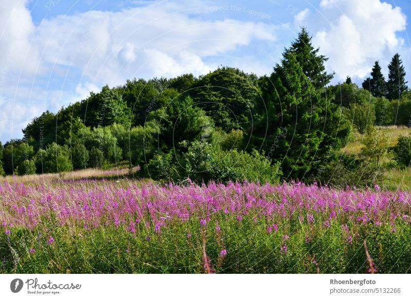 Willowherb in bloom on a mountain in the high Rhön Mountains epilobium Plant Flower wild flower pink Pink Meadow Willow tree Nature reserve flowers