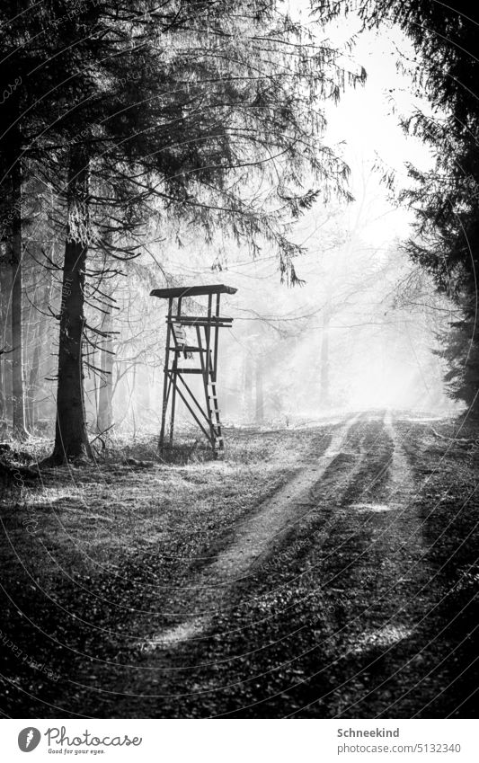 Hunter stand, high stand in the forest in black and white. Hunting stand hunting Forest Light Shadow Shadow play Shaft of light Sunbeam path Lanes & trails