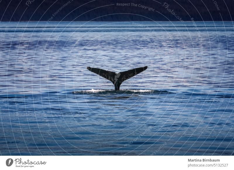 https://www.photocase.com/photos/5132527-whale-fin-in-the-cold-alaskan-waters-ocean-tail-photocase-stock-photo-large.jpeg
