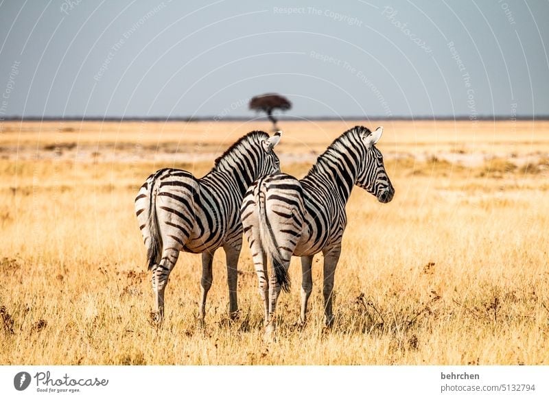from back to front Grass Environment Animal protection Love of animals Zebra crossing Impressive Adventure especially Freedom Nature Vacation & Travel Landscape