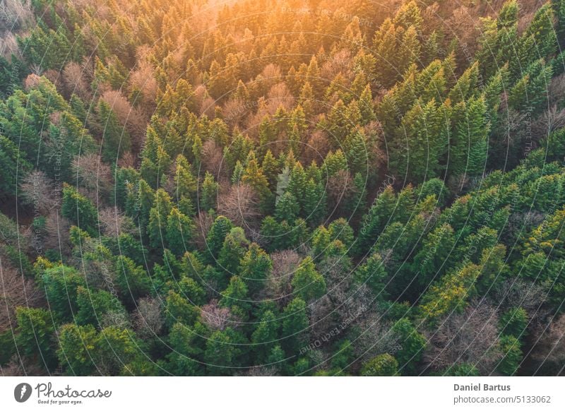 Aerial view of the forest in the morning with the rays of the sun falling on the trees. Drone view above aerial aerial view background beautiful color colorful