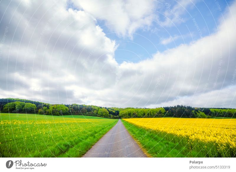 Road in a rural landscape with green and yellow fields bright fresh canola field oil sun farmland clouds view blossom blooming travel scenic path agricultural