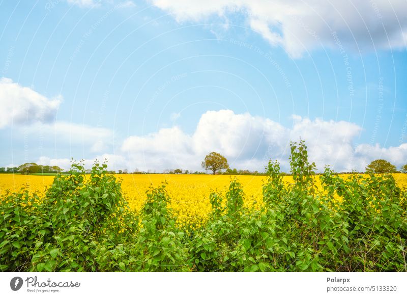 Rural summer scene with a yellow canola field tree agricultural sun land organic rapeseed field agriculture field gold ecology energy environmental industry day