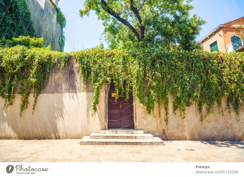 Wall with a door and a small stairway sunny sunshine summer idylic decoration hedge bush gardening doorway natural climbing vine brick foliage beautiful street