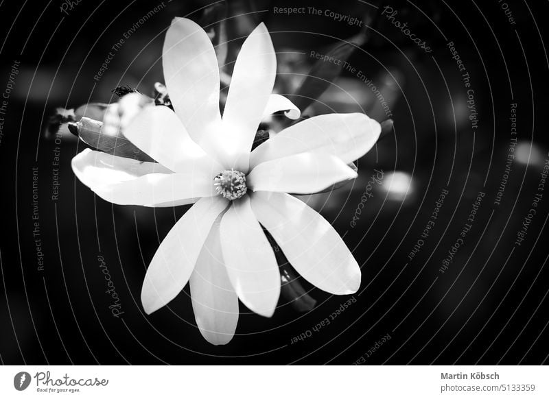 White petals of a flower with black background. Black and white depicted. Flowers isolated flora nature botany bokeh beauty beautiful romantic park