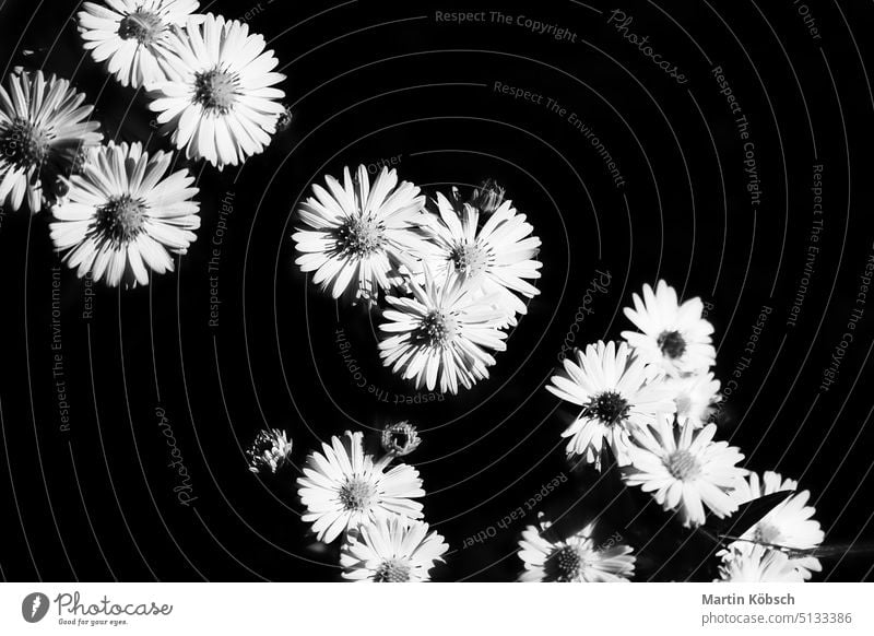 Daisy with many flowers with black background. Black and white depicted. Flowers isolated balcony plants beautiful bellis perennis bloom botany bokeh close-up
