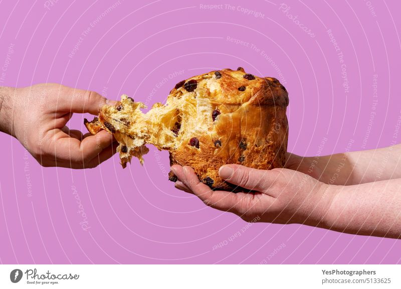 Eating homemade panettone, isolated on a purple background baked bread breaking bright brown cake celebration christmas close-up color concept copy space