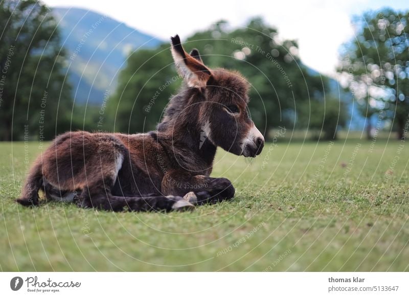 Little donkey in the meadow Donkey Animal peasant Farm animal Small young animal Pelt Brown