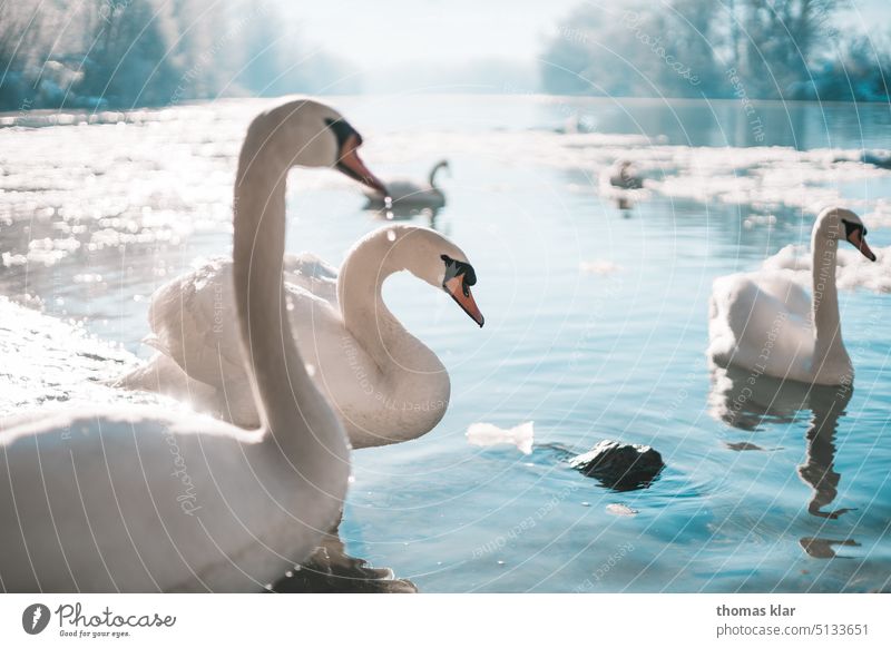 Swans in ice water swans Water Ice animals Bird White Blue