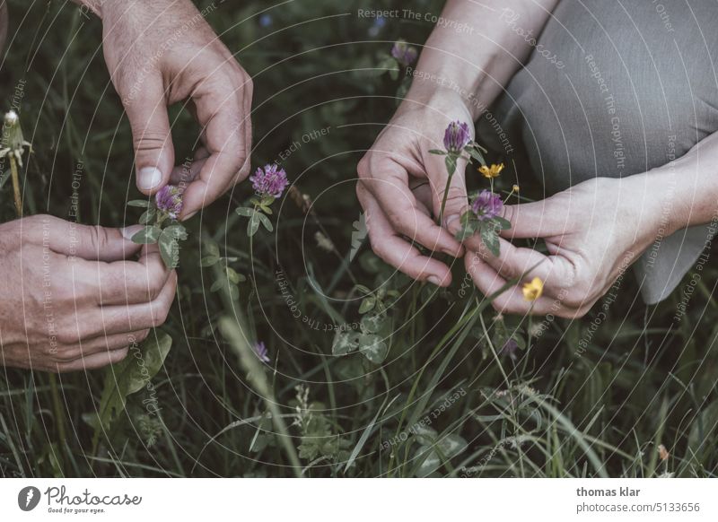 Herbs harvest herbs gather pick salubriously hands flowers Wellness organic