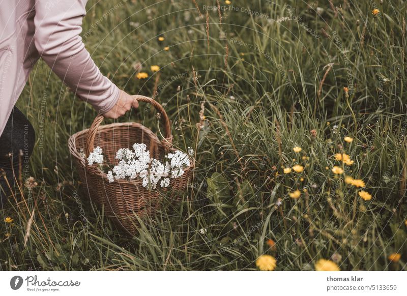 Gathering herbs Meadow salubriously Hand Basket flowers Summer reap Yarrow