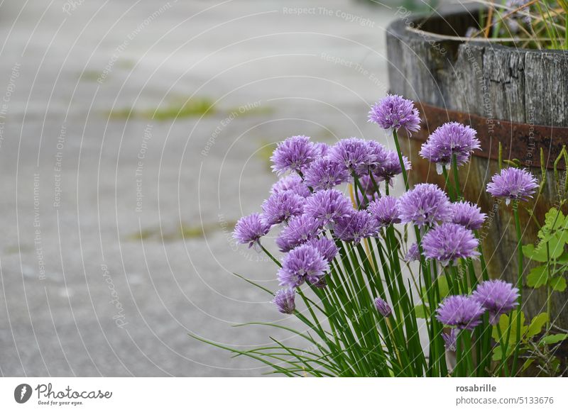 flowering chives in front of trough Chives Blossom Blossoming purple Violet Flower Plant Trough wax Wild Nature Spring Garden naturally Summer