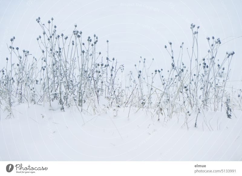 Snow landscape with plant stalks / rough pasture in winter Winter plants snow-covered Virgin snow Meadow Winter mood Cold Plant stems Snowscape Winter's day