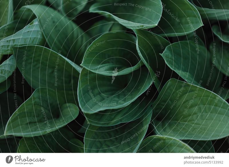 leaves of Spathiphyllum cannifolium, abstract green texture, nature background, tropical leaf garden beautiful design floral forest natural summer