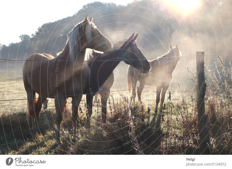 three horses standing in morning fog with back light on paddock Horse Morning in the morning Fog Sunlight Back-light Meadow Fence Grass Moody Light Shadow Haze