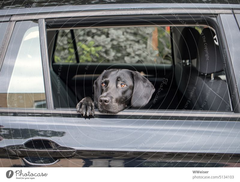 The young black dog has enough air in the car because the window stays open, but he still waits eagerly for his master's return Dog Summer peril Air ardor