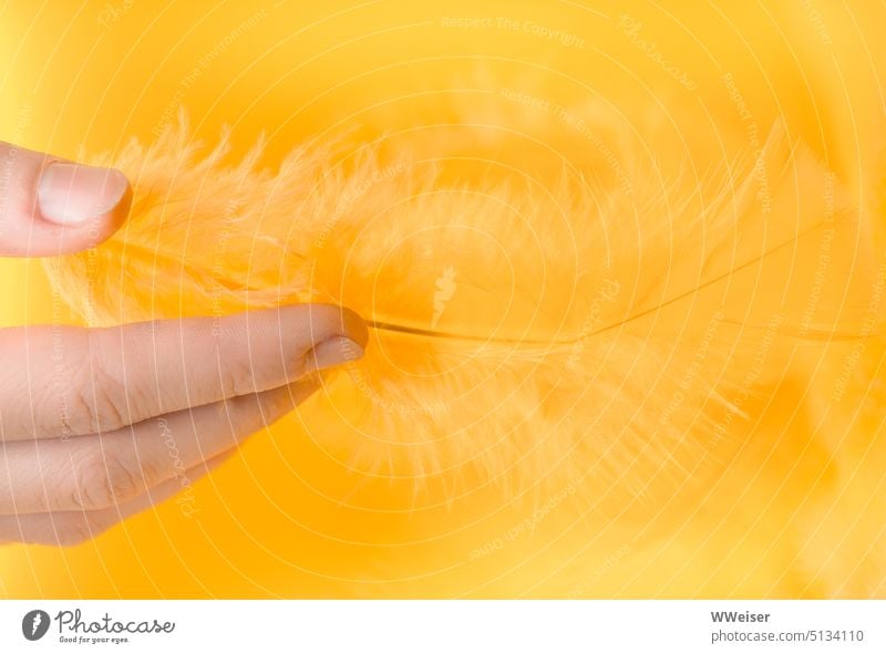 A young hand gently holds a soft yellow feather against yellow background Hand Feather Yellow Orange warm Soft Smooth Delicate tender Easy Fine gesture stop