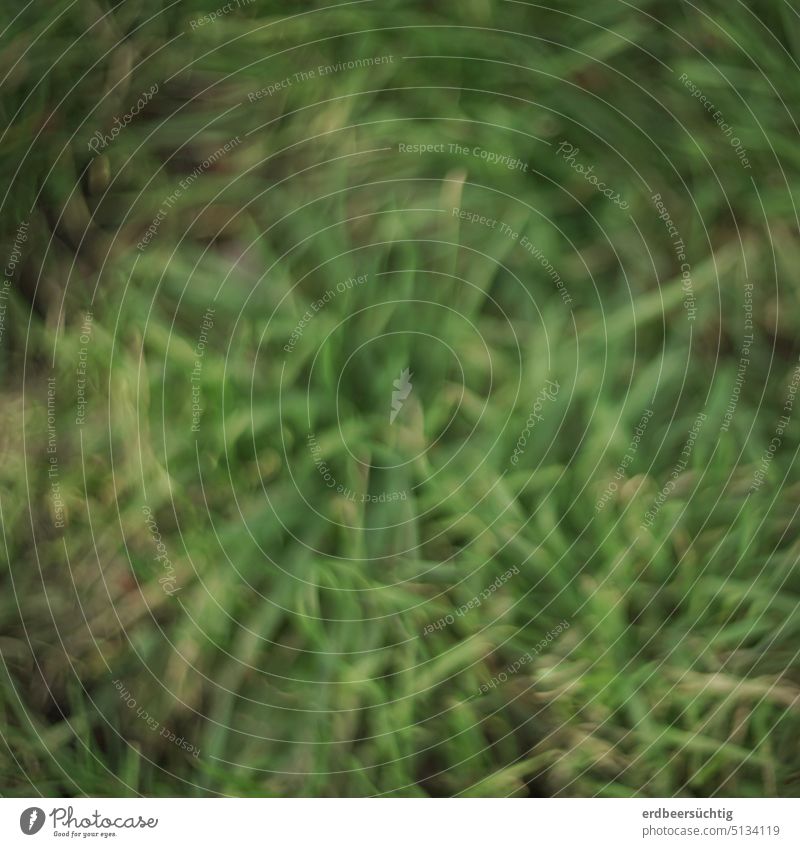 Someone stumbles across the meadow short-sighted/drunk // Generic blurred grass Meadow Grass stalks Green out blurriness fake nearsighted Exterior shot Nature