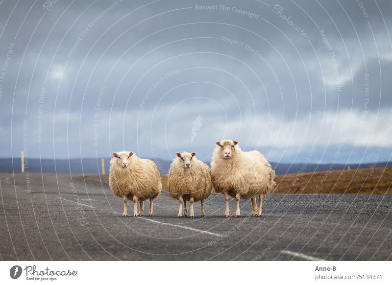 on a lonely icelandic highland road these three sheep let me portray them in peace, one ewe with two lambs mutiny inquisitorial Deserted Street Lonely Landscape