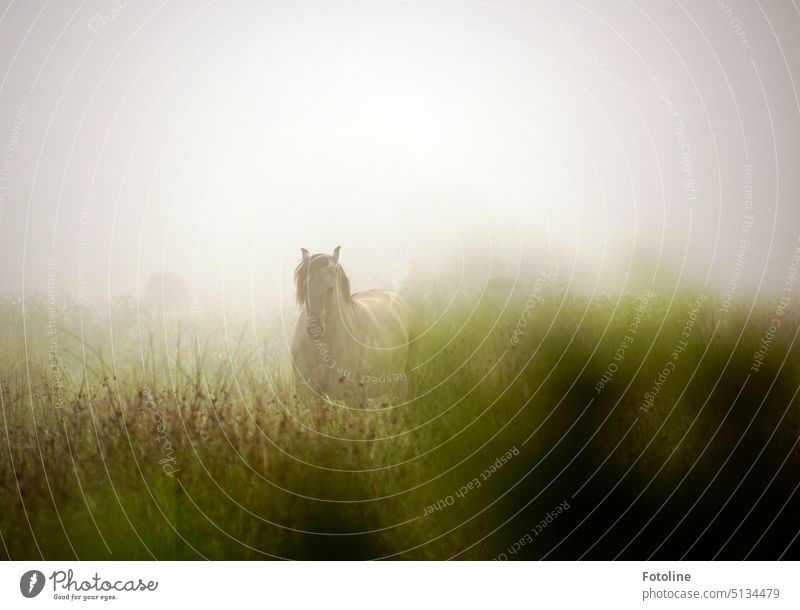 Mystically, the powerfully built Konik horse emerges from the fog. His herd is only dimly visible in the background. Horse conic Konik Horse Herd Animal