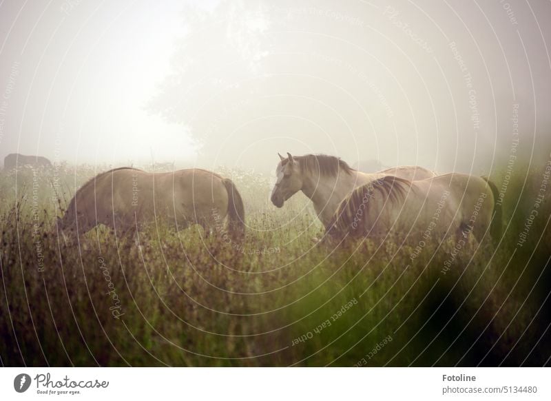 These wonderful conic horses emerge from the mist, so fierce and strong and simply noble. Horse Konik Horse Herd Animal Exterior shot Day Meadow