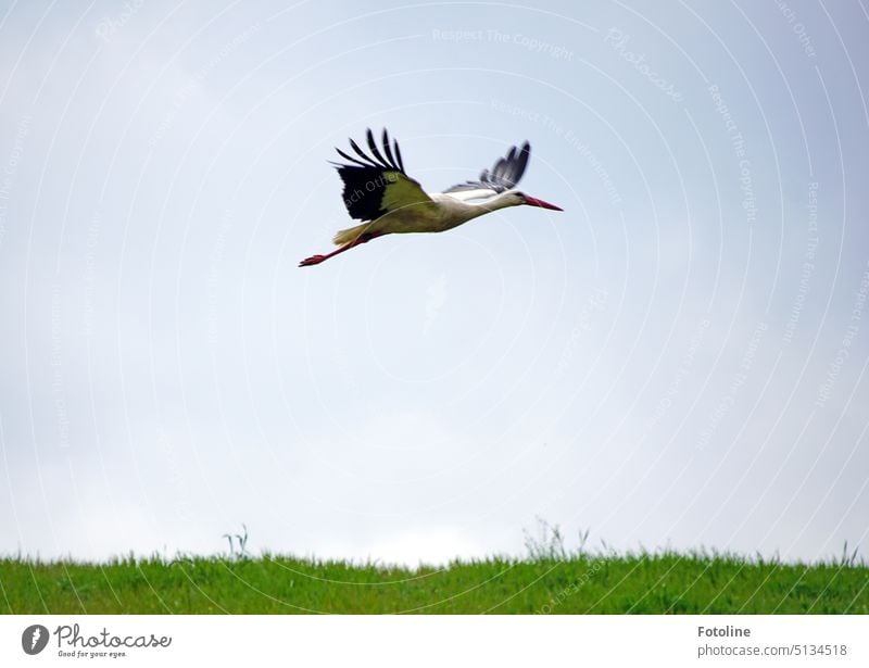 Adebar stork flies elegantly over the green meadow against the cloudless sky. Stork adebar Bird White Stork Exterior shot Animal Colour photo Wild animal Nature