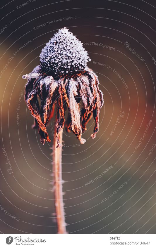 Sun hat caught cold Rudbeckia echinacea Limp withered Hoar frost Frost chill December Cold petals Flower Blossom composite medicinal plant Freeze Winter sun