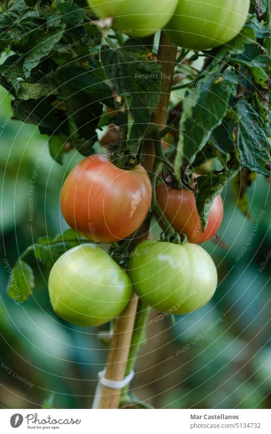 Tomato plant with red fruits with out of focus background. Copy space. tomato vegetable garden natural eco ripe tasty appetizing vitamins vegan leaves growing