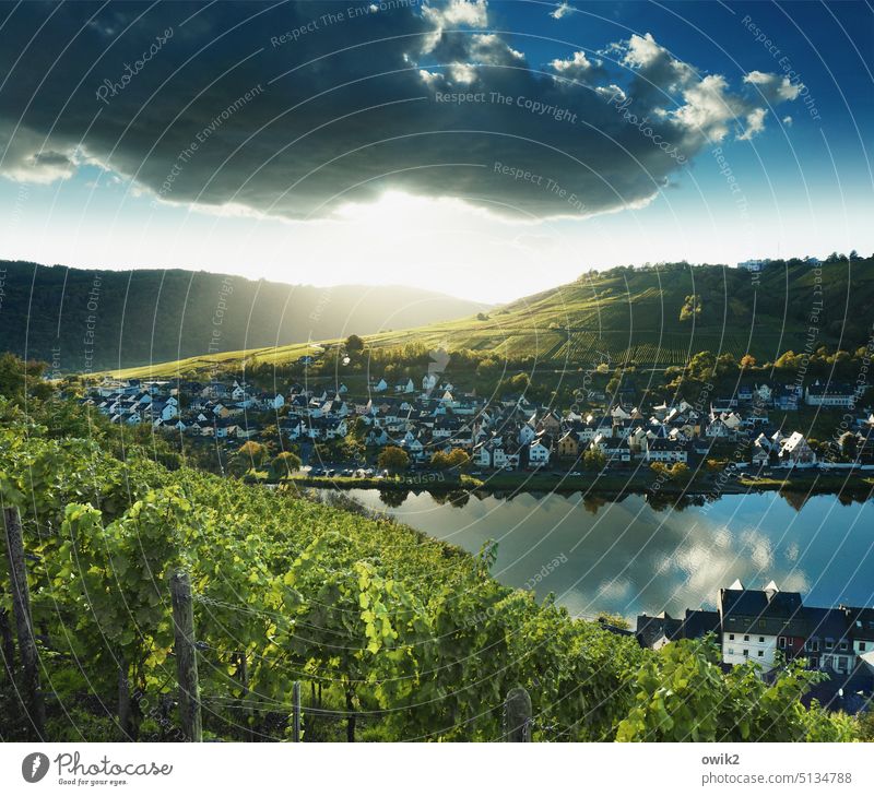 In the vineyards Overview farsightedness wide Place of longing River bank Zell Suburb Small Town Sunlight Sky Clouds Mysterious Back-light Mountain houses