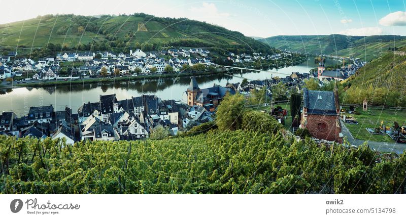 plan view Zell Zell/Moselle River Vineyard Nature Moselle region Landscape Exterior shot Rhineland-Palatinate Moselle valley Idyll Mosel (wine-growing area)