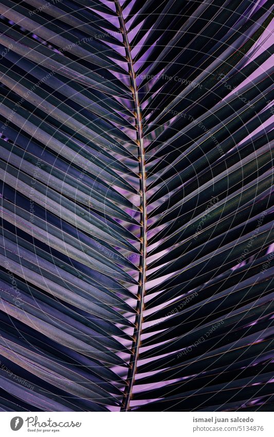 blue palm tree leaves, blue background branches plant palm leaves leaf blue leaves blue leaf blue color nature tropical tropical climate textured spring
