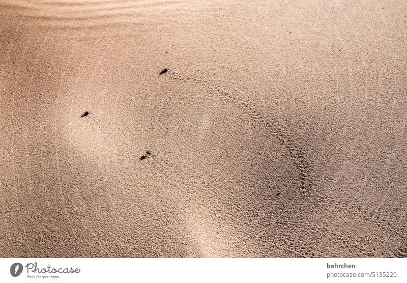 leave traces Africa Nature Namibia Colour photo Sand Desert Beetle Tracks dunes animals insects