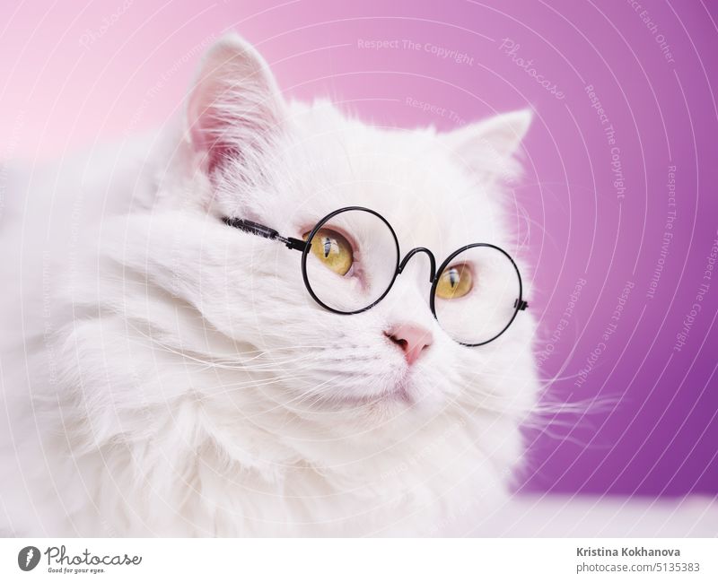 Domestic soigne scientist cat poses on pink background wall. Close portrait of fluffy kitten in transparent round glasses. Education, science, knowledge concept.