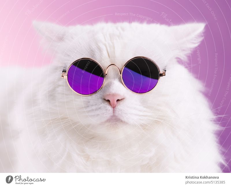 Close portrait of white furry cat in fashion sunglasses. Studio photo. Luxurious domestic kitty in glasses poses on pink background wall animal funny pretty