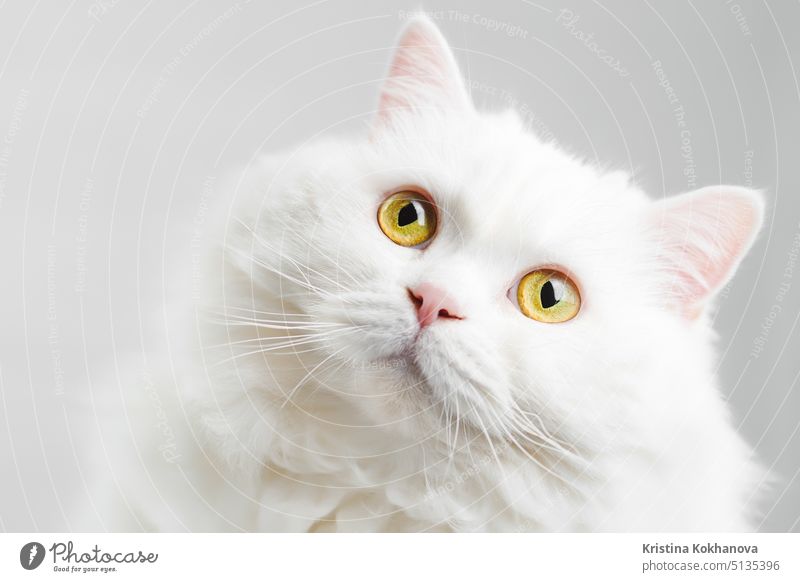Portrait of fluffy domestic white highland straight scottish cat isolated on white studio background. Cute kitten or pussycat with big yellow eyes animal funny