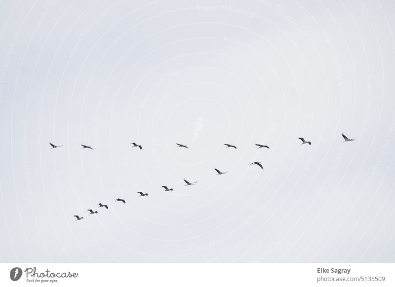 Cranes in V- Flight Formation - Southbound.... Flight of the birds Flying Flock of birds Free Exterior shot Migratory bird bird migration Freedom