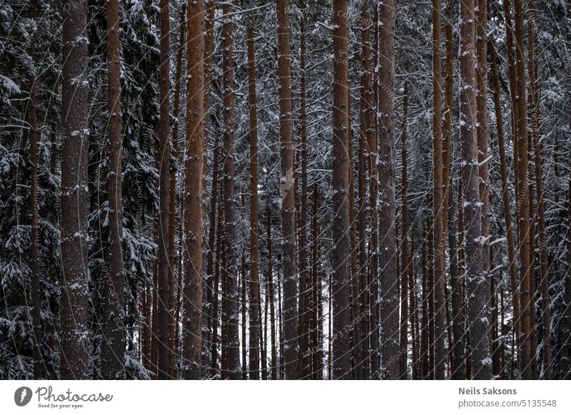 Coniferous forest. Pine tree trunks. Winter forest background. forest in winter coniferous forest forest texture pine background snow covered white close up