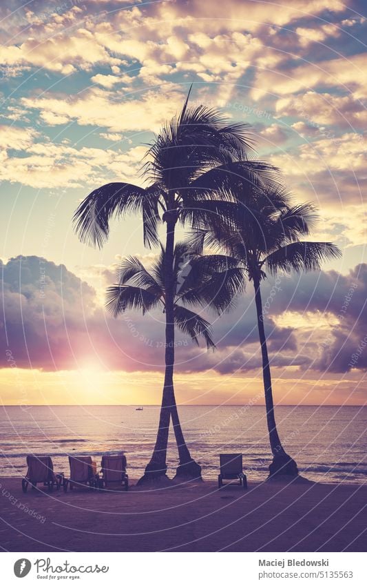 Caribbean tropical beach with coconut palm trees silhouettes at sunset, color toning applied, Mexico. sea nature ocean retro sky travel vacation Yucatan island